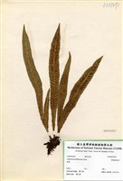 藏品(叢葉鐵角蕨)的圖片